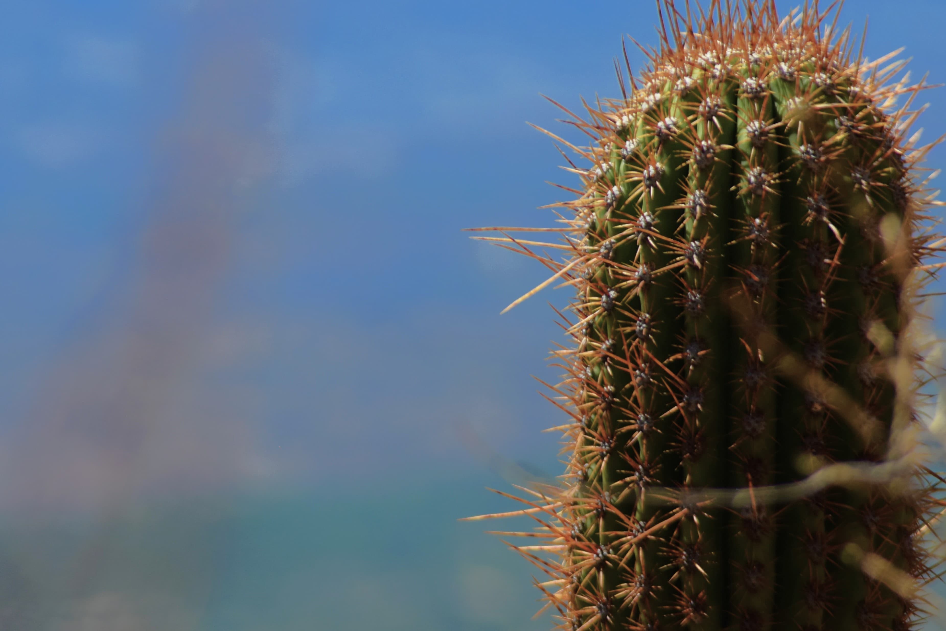 Portada en preparación de SOMA, imagen 1