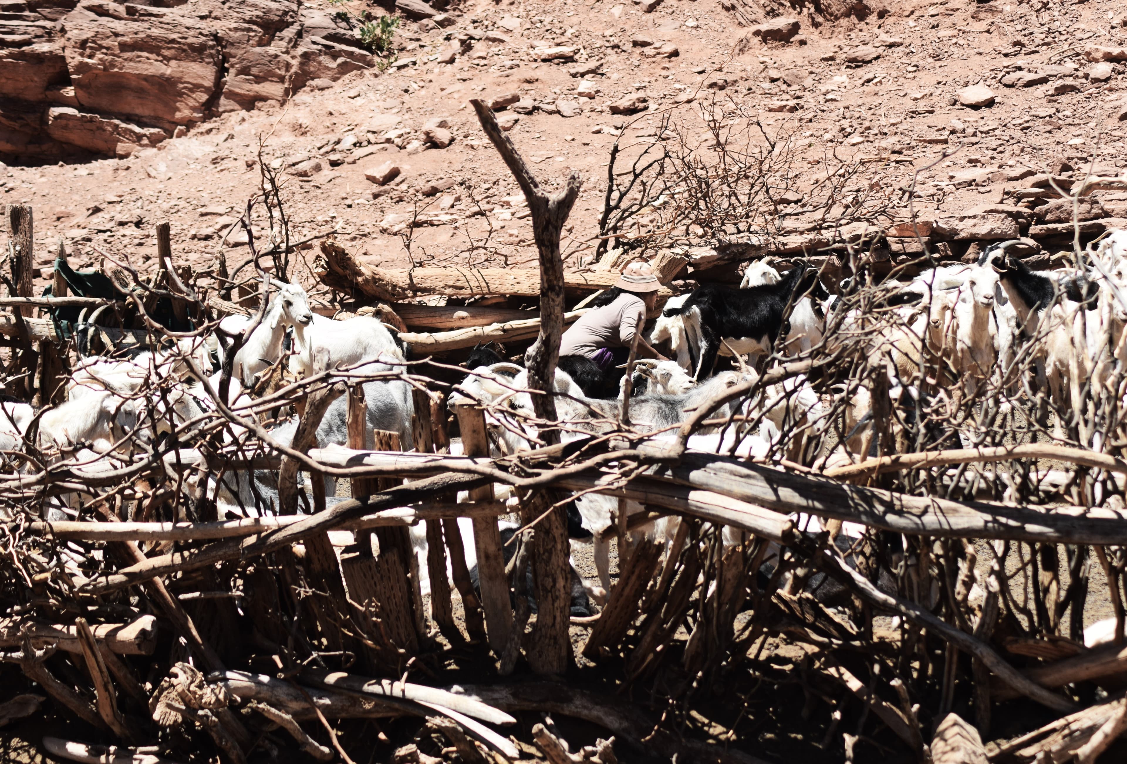 Portada en preparación de SOMA, imagen 2