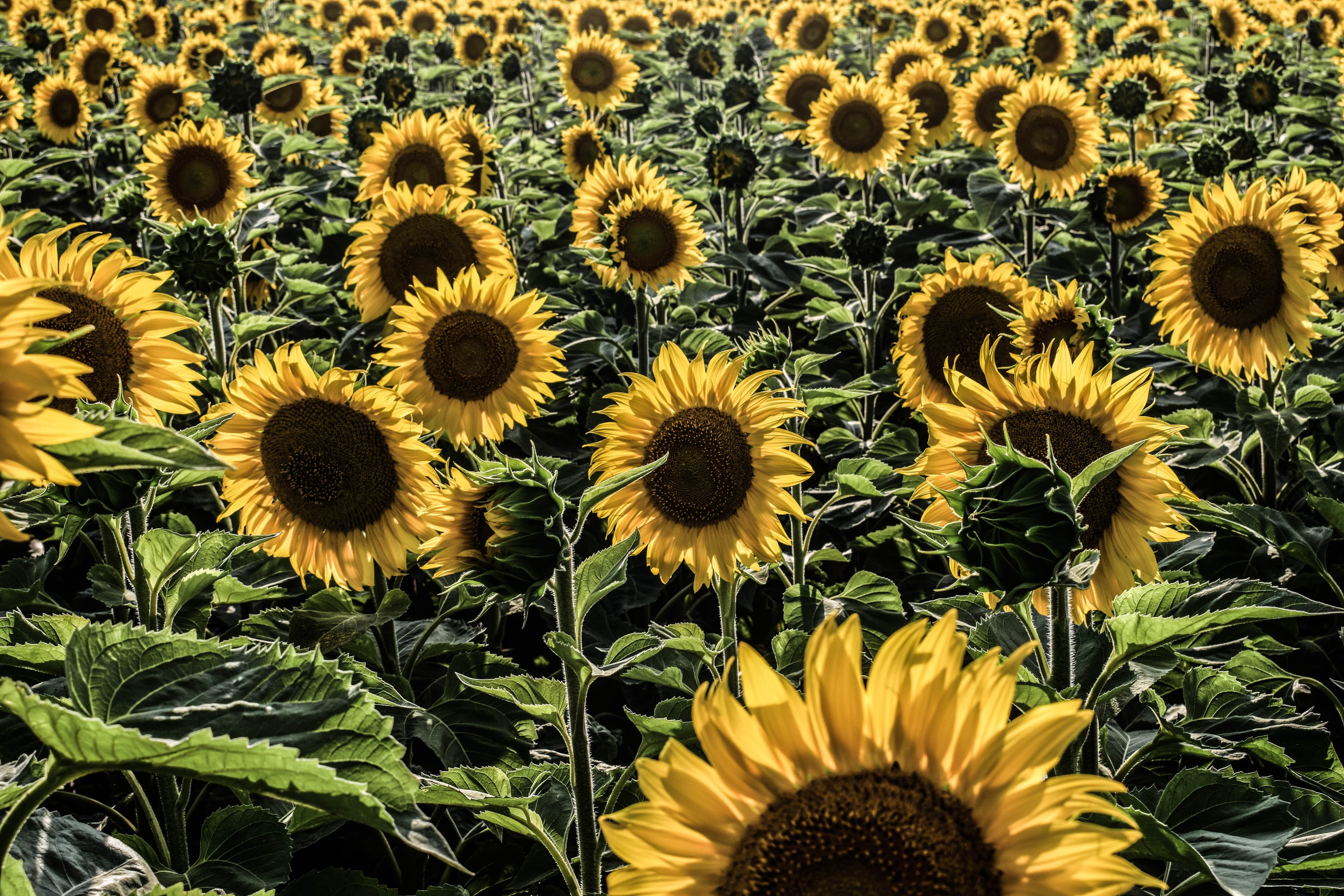 Portada en preparación de SOMA, imagen 4